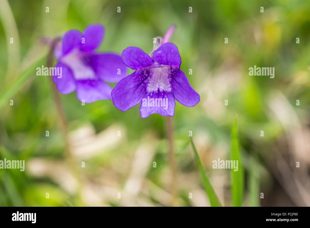 10 Semi Di Pinguicula Grandiflora - Pianta Carnivora - Semi Selezionati - Nuovi - Foto 4