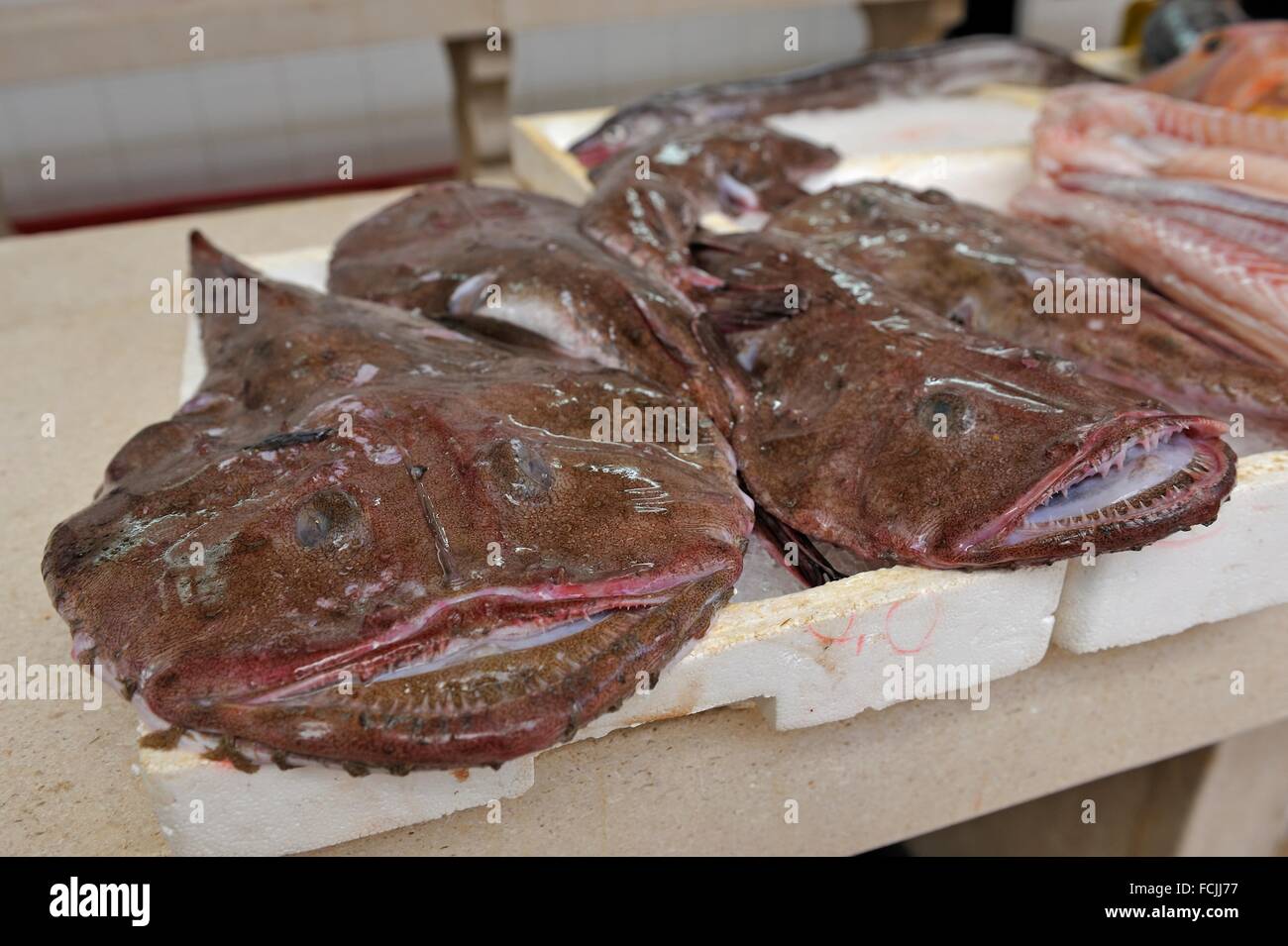 Rana Pescatrice Lophius Piscatorius Al Mercato Del Pesce Peskarija Marmontova Street Split Croazia Europa Sud Orientale Foto Stock Alamy