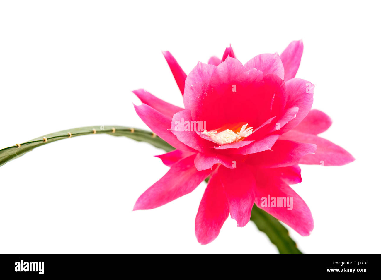Rosa fiore Epiphyllum isolati su sfondo bianco Foto Stock