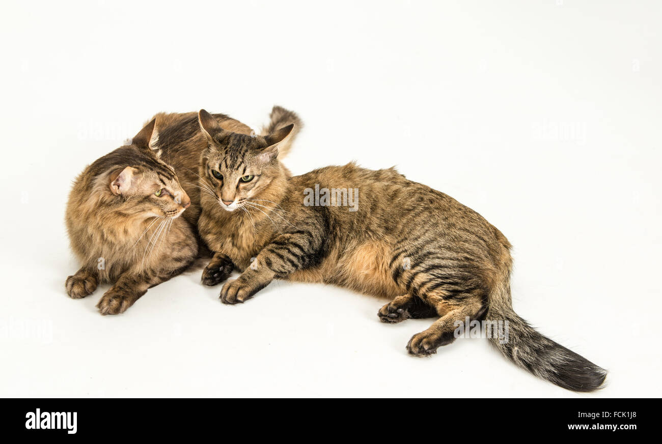 Gatto, asiatici, frends Foto Stock
