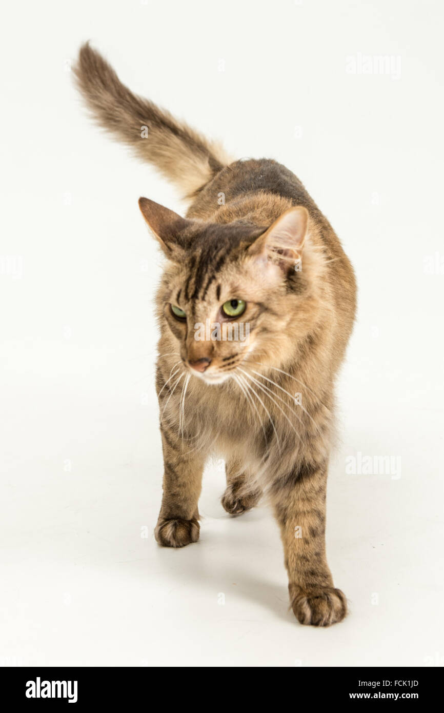 Gatto, asiatici, marrone Foto Stock