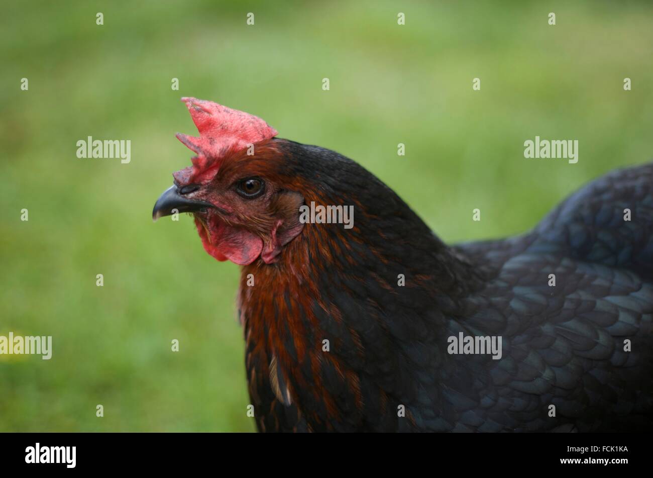Lucky il pollo Foto Stock