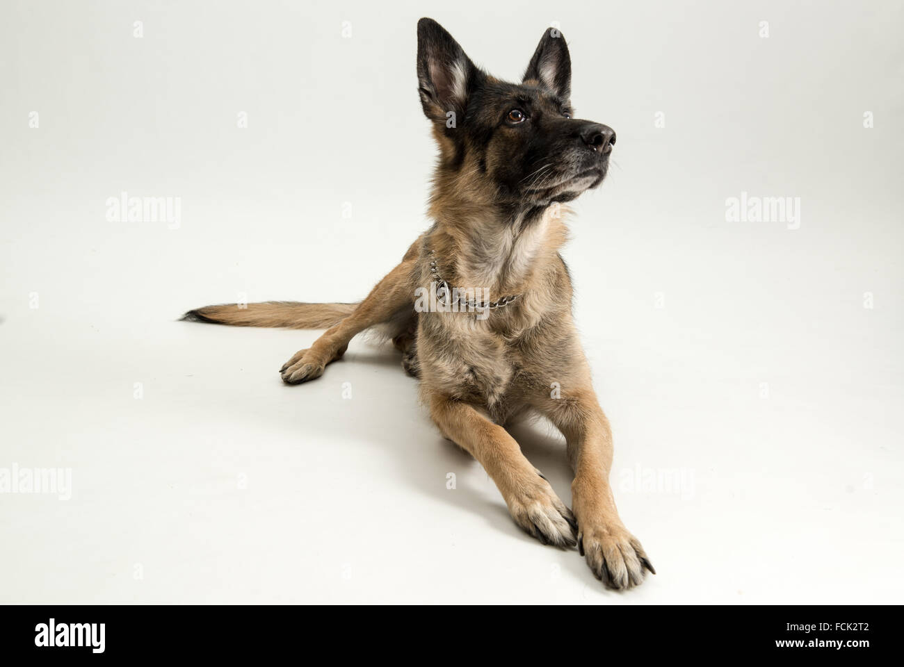 Pastore Tedesco sdraiato davanti, isolato su sfondo bianco, studio shot. Foto Stock