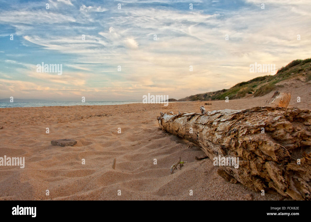Albero morto tronco sulla spiaggia di tramonto, Spagna Foto Stock