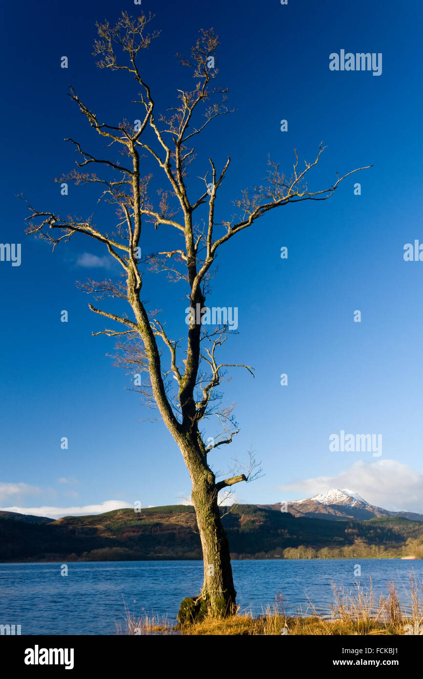 Albero nella parte anteriore di Ben Lomond Foto Stock