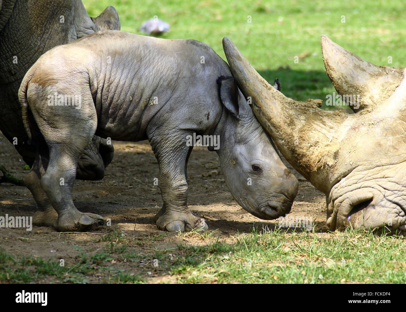 Il primo bambino rinoceronte in 43 anni è stato sopportato a Cotswold Wildlife Park Foto Stock