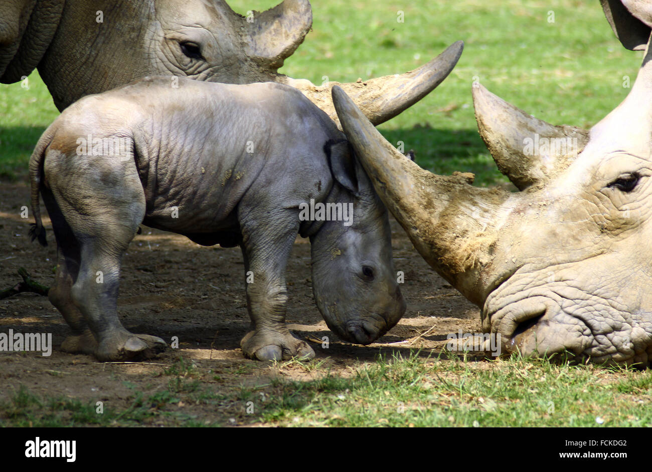 Il primo bambino rinoceronte in 43 anni è stato sopportato a Cotswold Wildlife Park Foto Stock