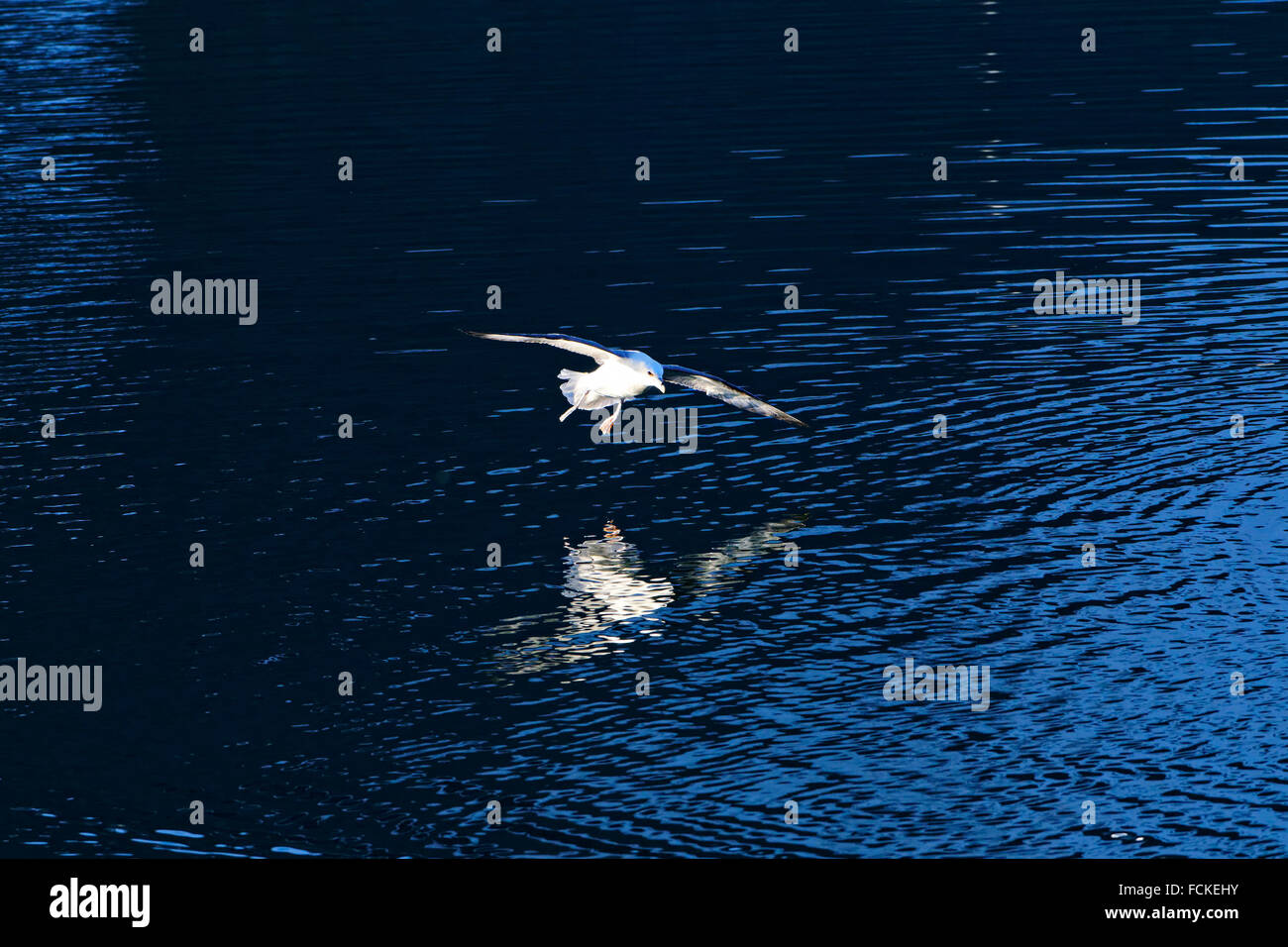 Islanda Gabbiano (Larus gaucoides) volando a bassa quota sopra l'acqua Foto Stock