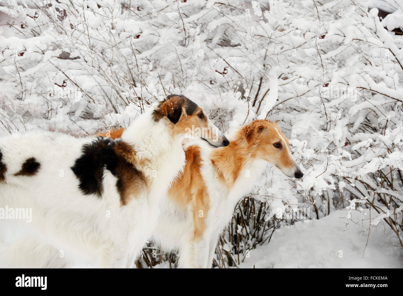 Cane si levrieri in inverno Foto Stock