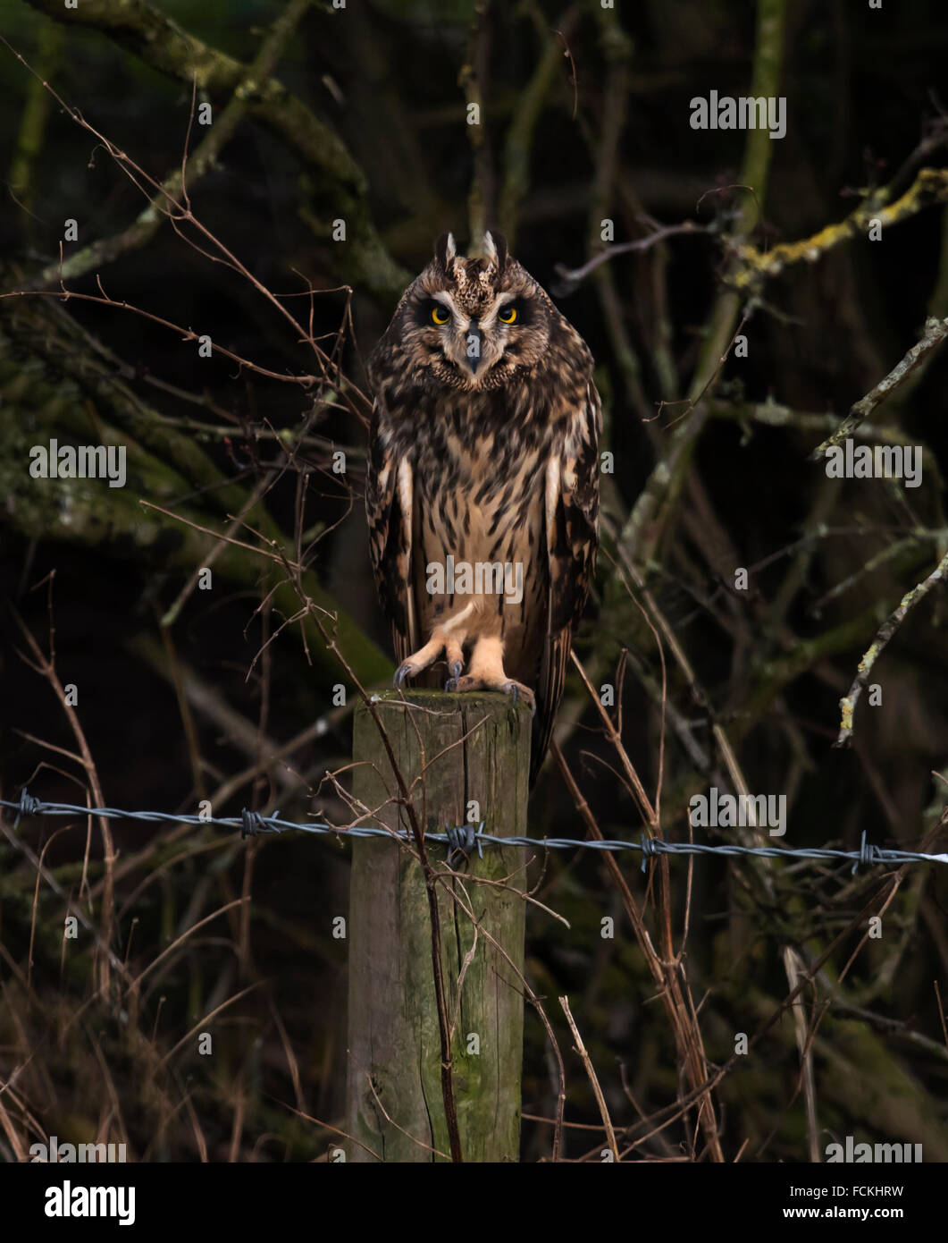 Wild Short Eared Owl asio flammeus dà un piercing stare sulla difensiva Foto Stock