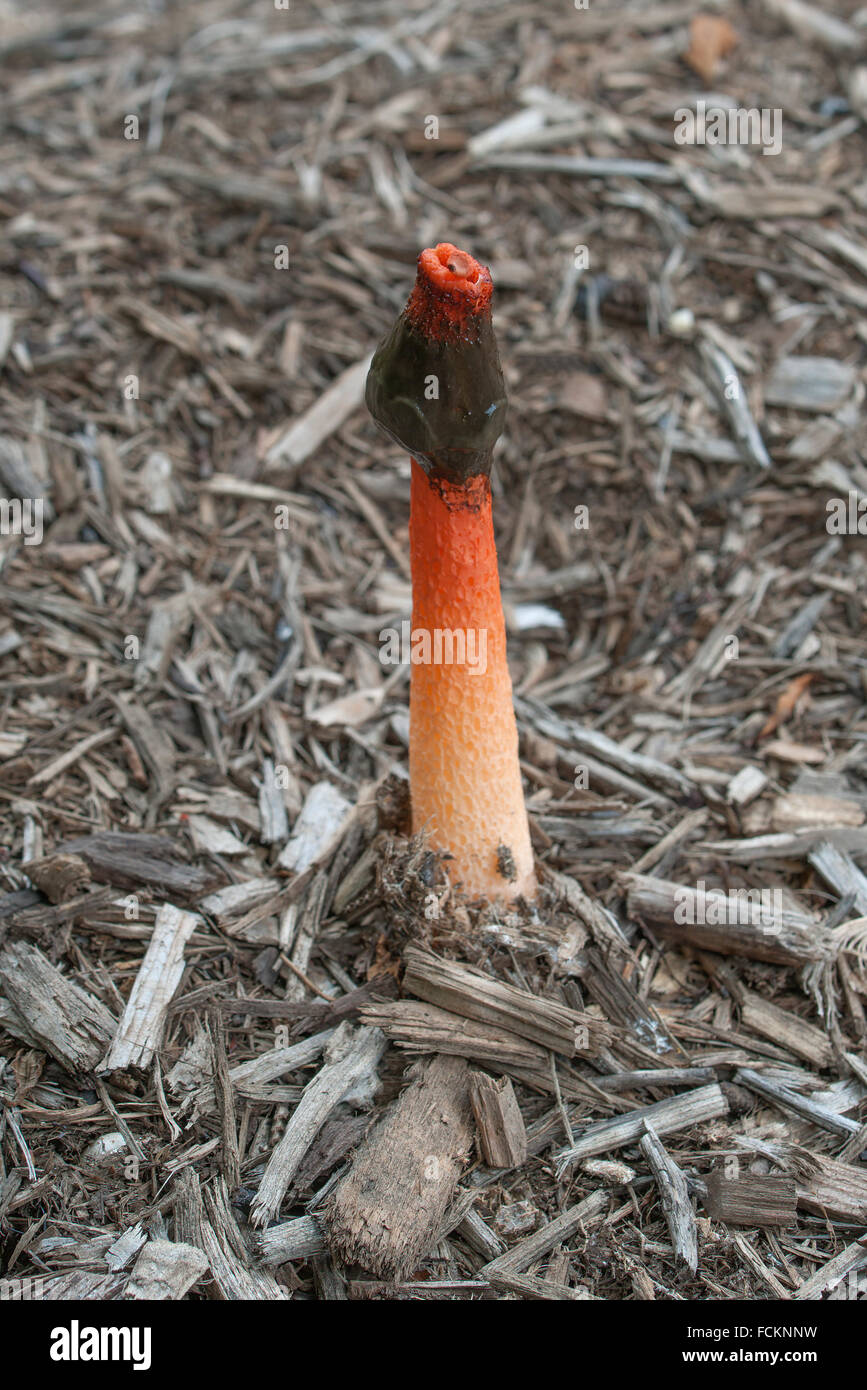 Mutinus ravenelii fungo (Mutinus ravenelii) Foto Stock