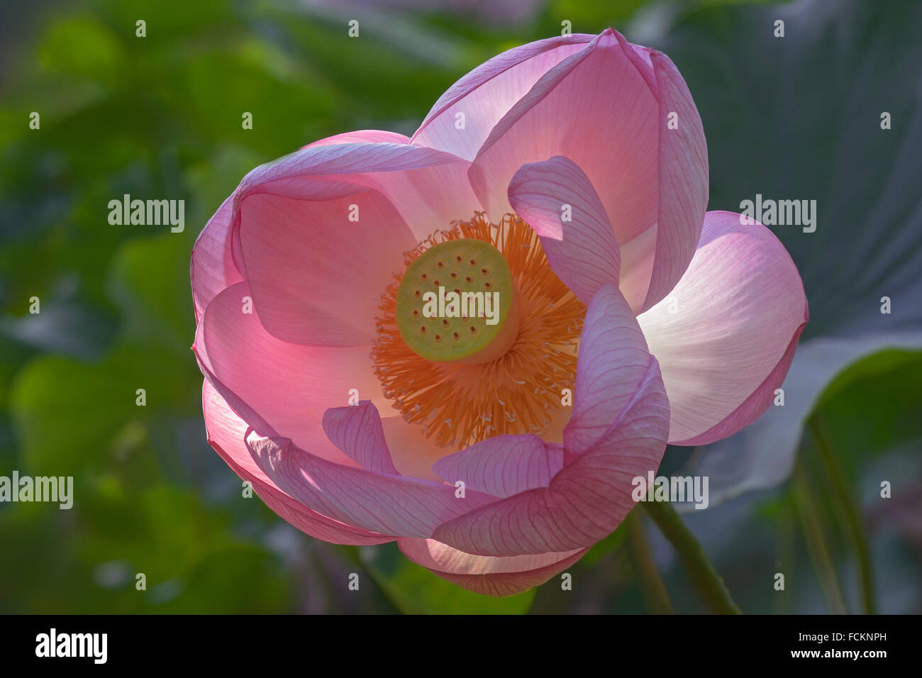 Sacro lotus (Nelumbo nucifera) Foto Stock