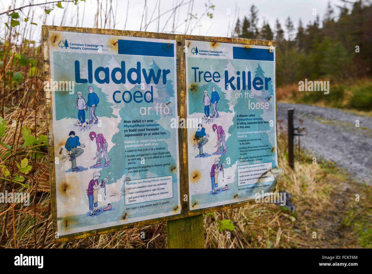 Avvertenza & cartello informativo nella foresta Clocaenog nel Galles del Nord circa un virus che sta uccidendo gli alberi della foresta. Foto Stock