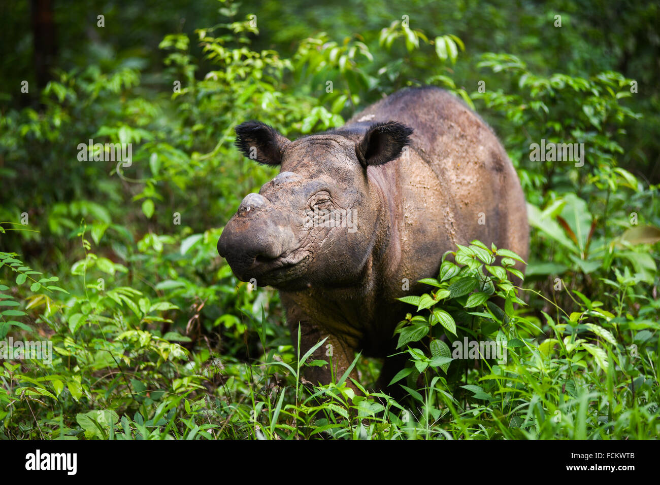 Ritratto di un rinoceronte di Sumatran nel Parco Nazionale di Kambas, Indonesia. Foto Stock