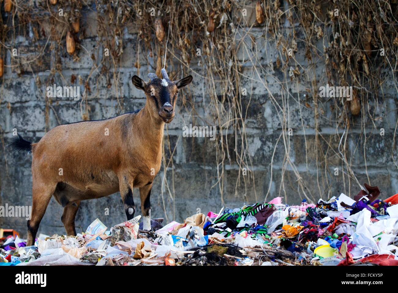Una capra rovistare per alimenti su una discarica in Gambia, Africa. Foto Stock
