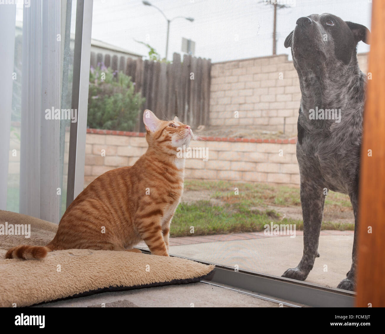 I cani ed i gatti pals su lati opposti dello schermo. Foto Stock