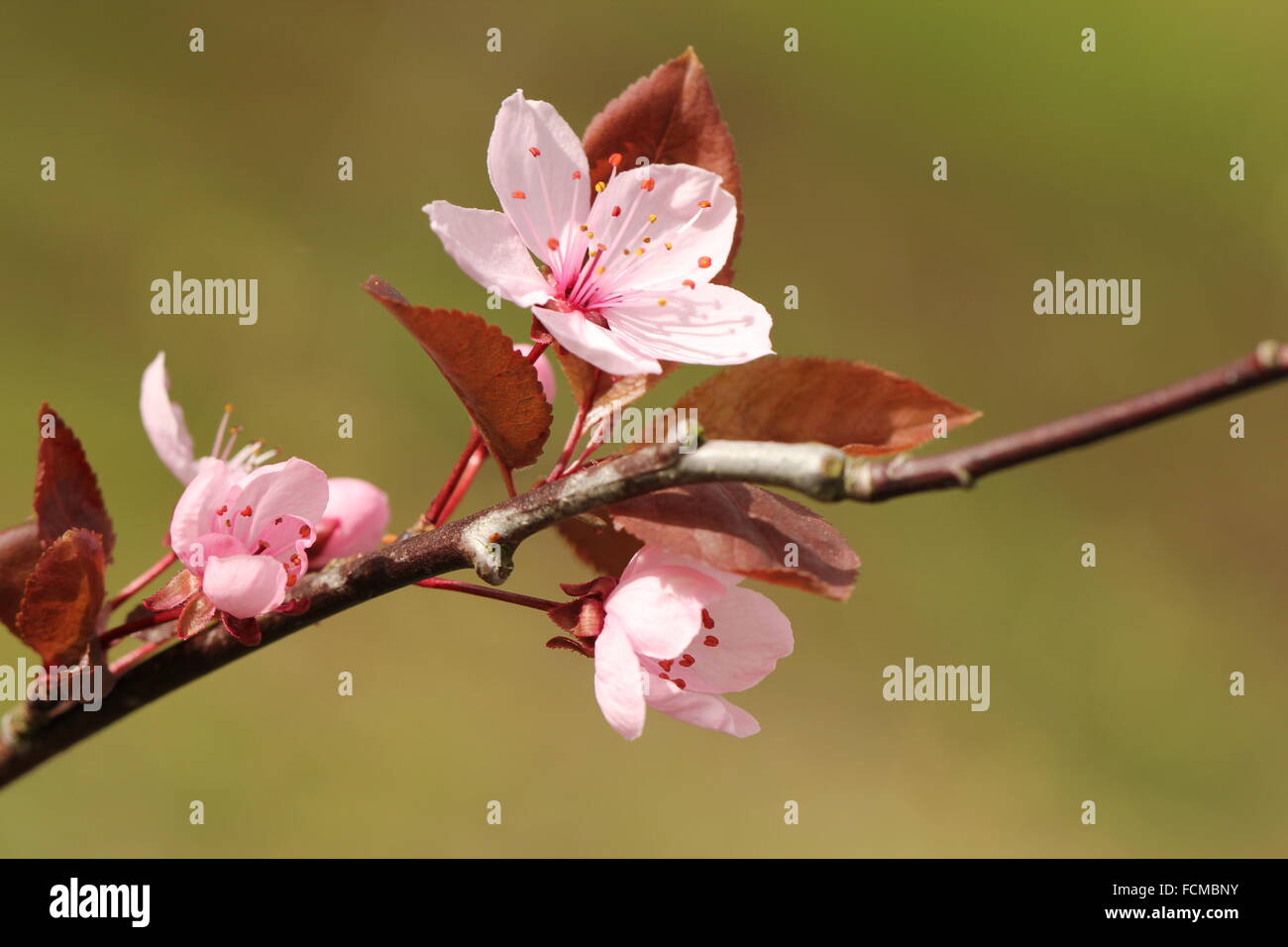 L'eleganza di Cherry Plum Foto Stock