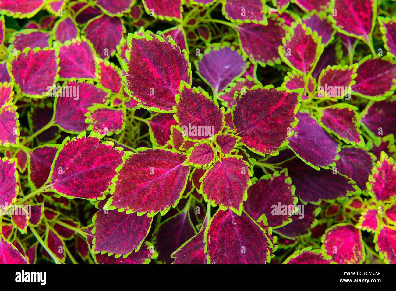 Dipinto di foglia di ortica Foto Stock