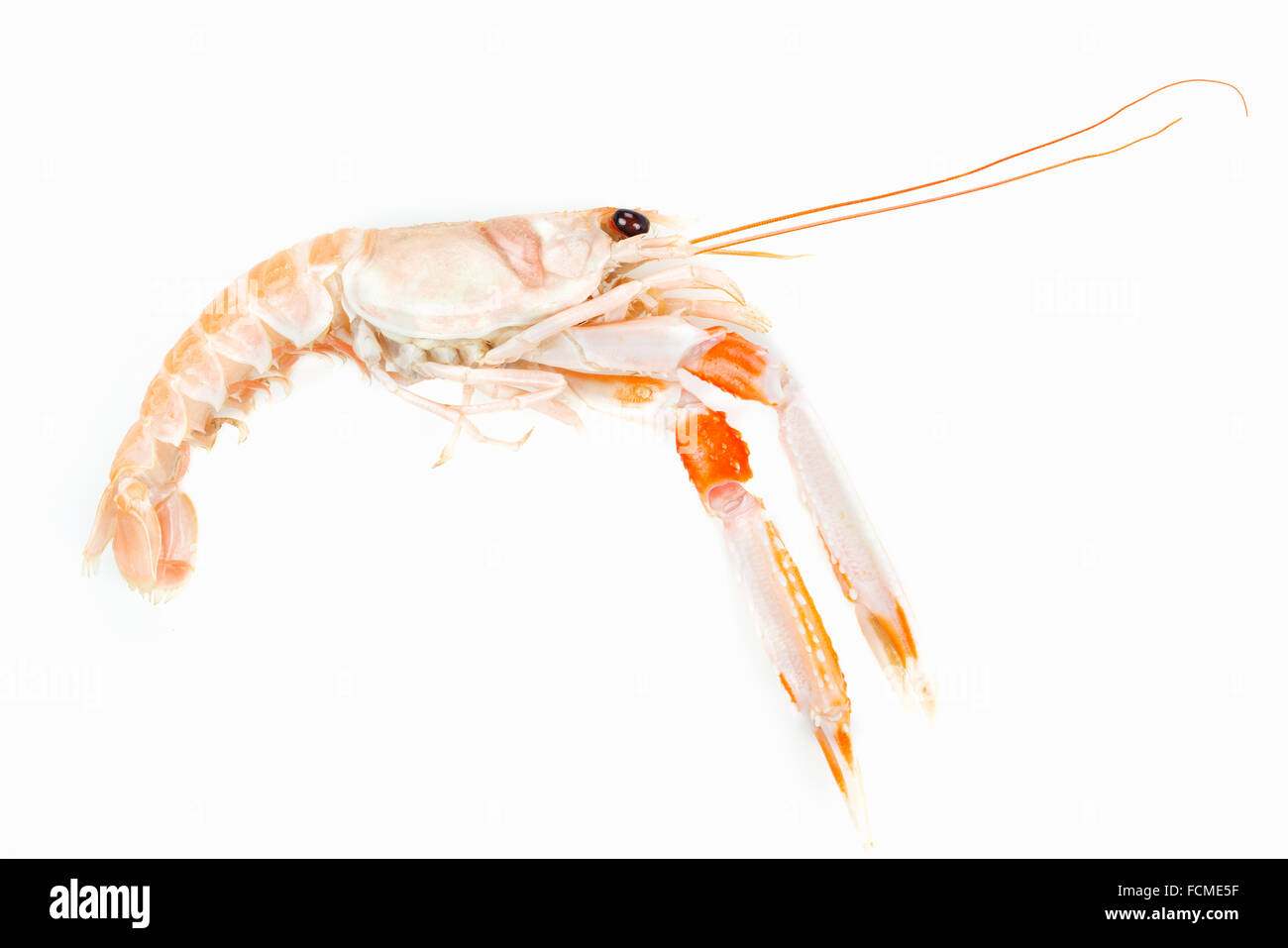 Langoustine aka la baia di Dublino gamberi o scampi preparata con frutti di mare. Cibi crudi. Foto Stock