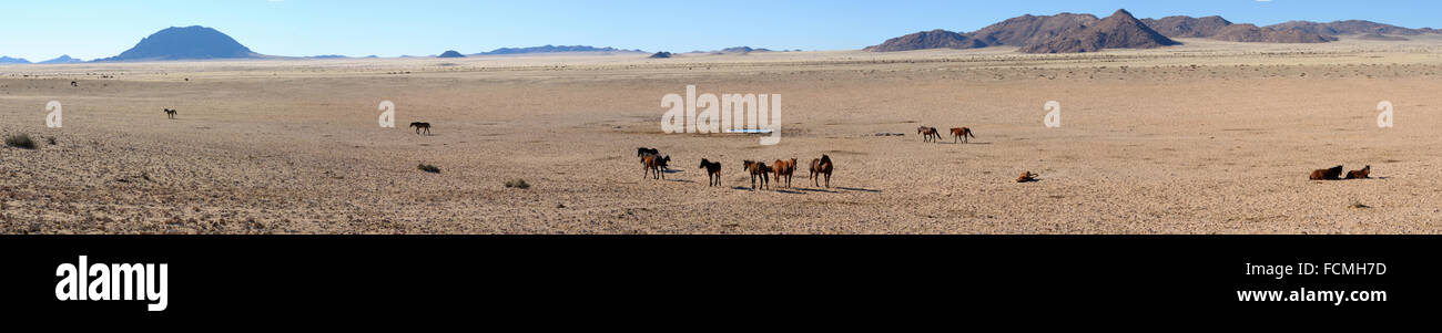Un panorama dei cavalli selvaggi del Namib realizzato da cinque distinti le foto scattate nei pressi di Aus, Namibia. Foto Stock