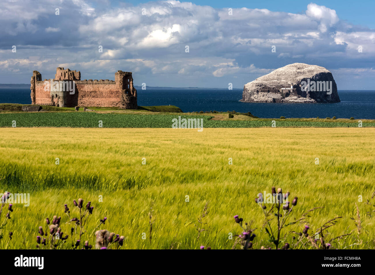 Bass Rock e il castello di Tantallon, East Lothian, Scozia, Regno Unito Foto Stock