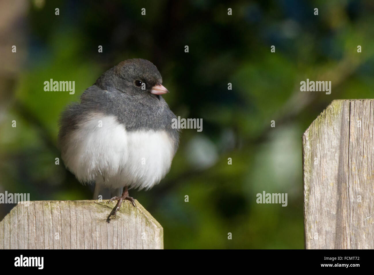 Puffy junco appollaiato su un fencepost Foto Stock