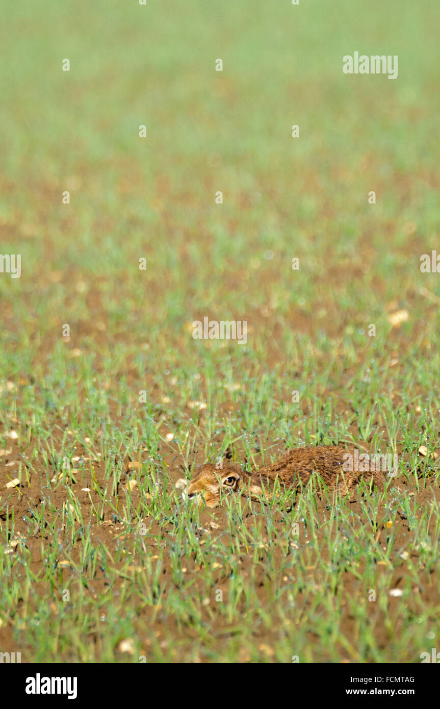 Brown lepre (Lepus europaeus) in forma sul campo di seminativi Foto Stock