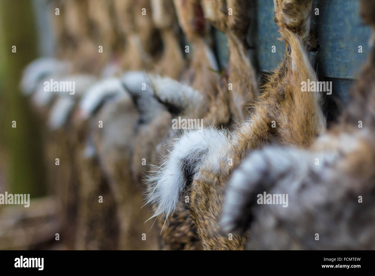 Lepre caccia su terreni agricoli Foto Stock