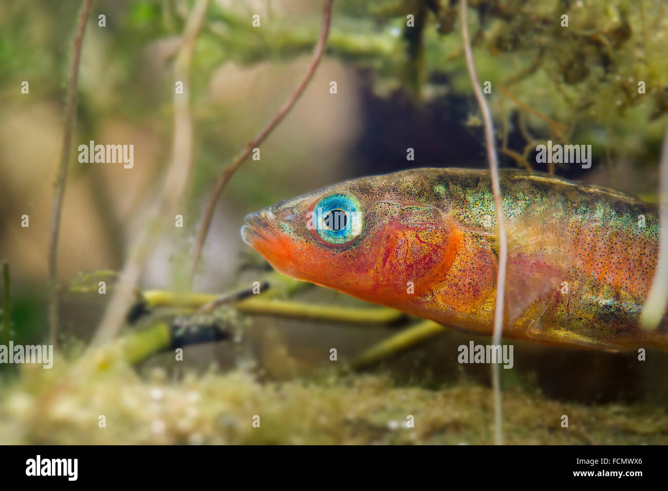 Paesi Bassi, Rotterdam, la tre-spined stickleback (Gasterosteus aculeatus). Accoppiamento stagione. Maschio con gli occhi blu e il ventre rosso Foto Stock