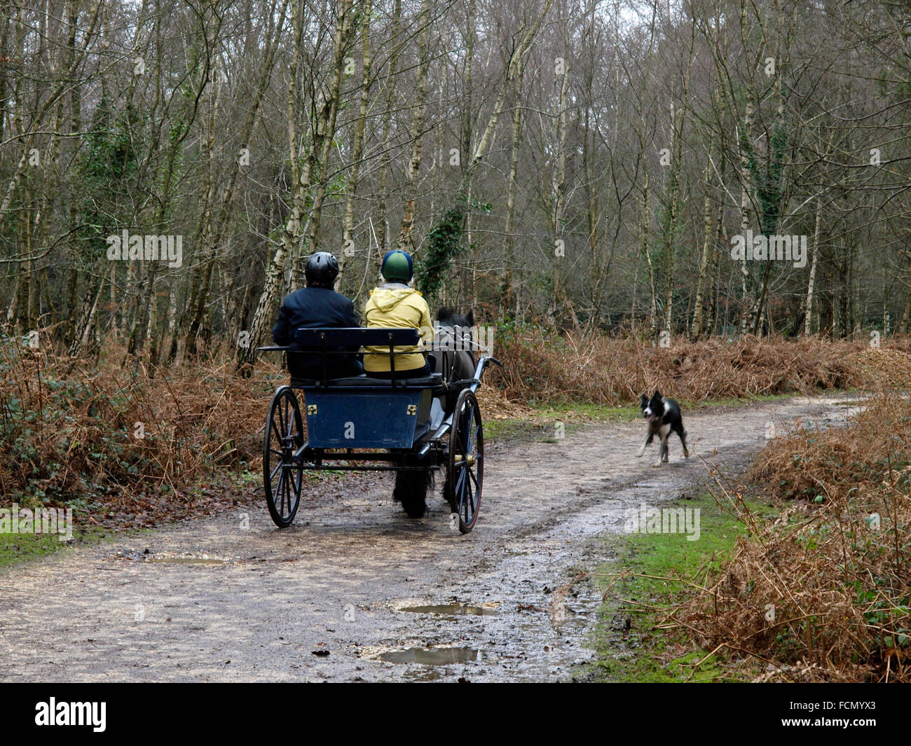 Il cavallo e la trappola a una nuova foresta briglia percorso, Hampshire, Regno Unito Foto Stock