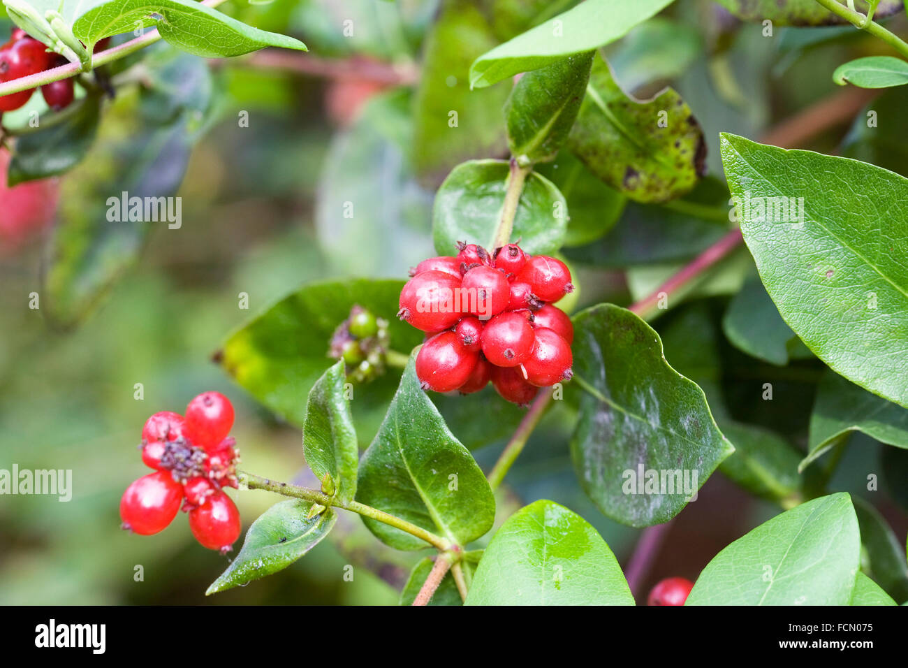 Lonicera periclymenum bacche in autunno. Foto Stock
