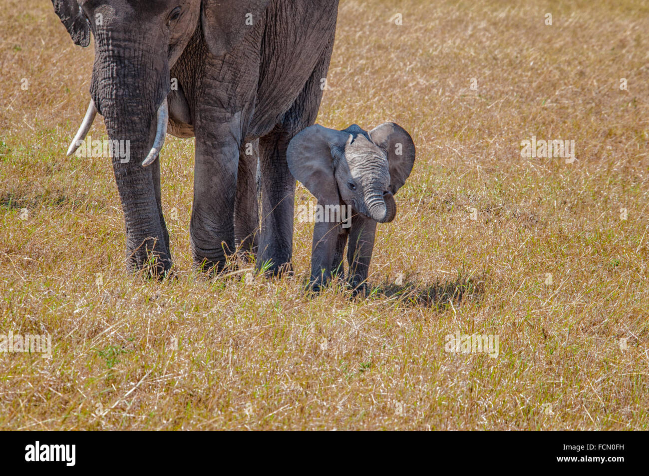 Bimbo piccolo Elefante africano, protetto da sua madre, Loxodonta africana, il Masai Mara riserva nazionale, Kenya, Africa orientale Foto Stock
