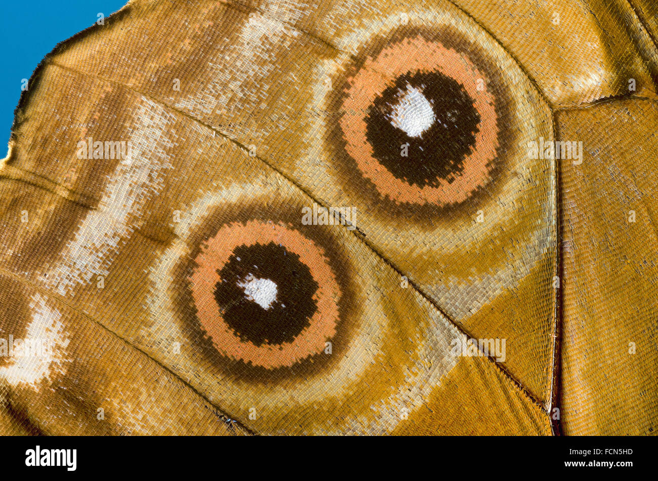 Morpho menelao: un close up di un parafango Foto Stock Morpho menelao: un close up di un parafango Foto Stock