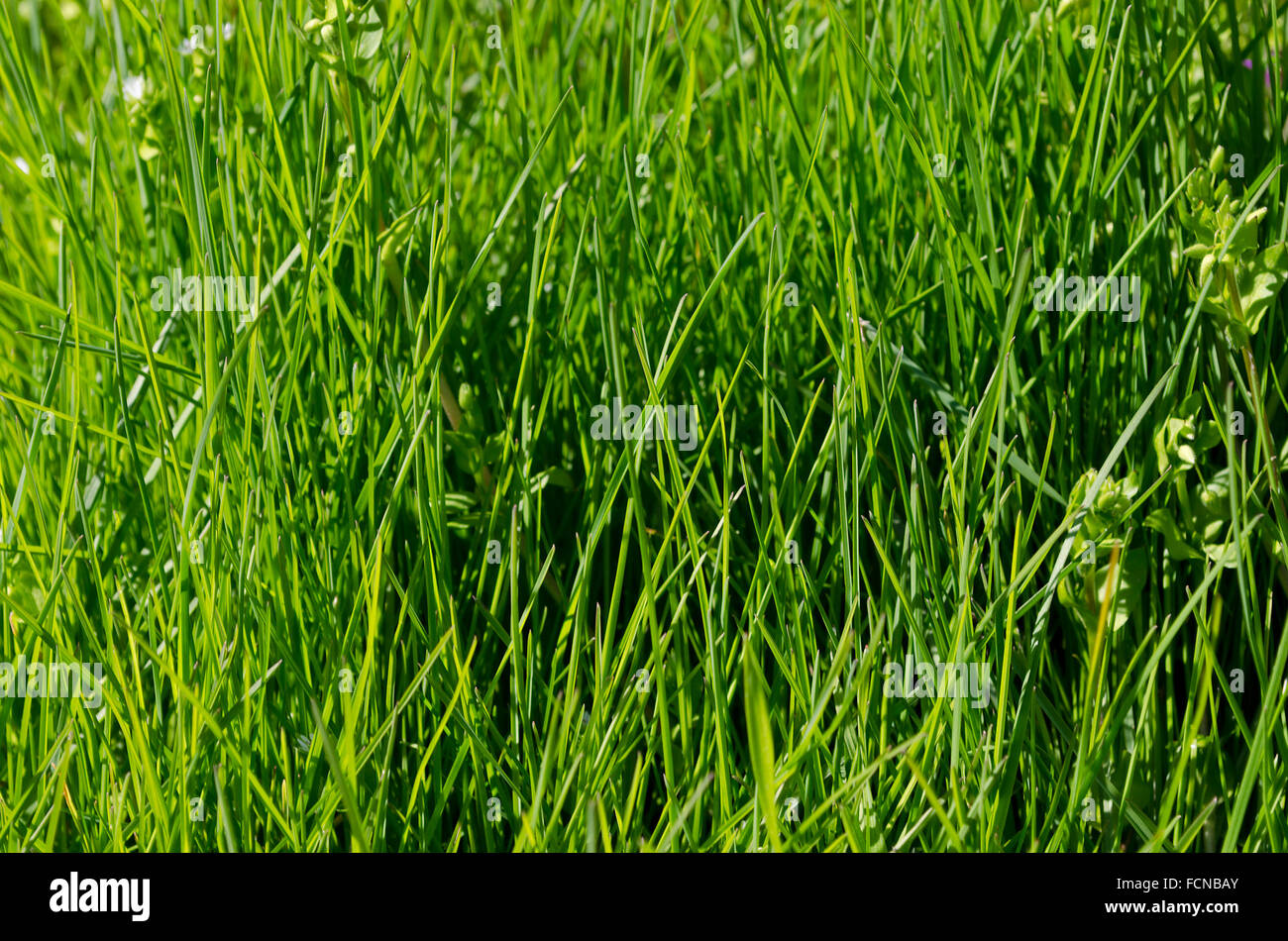 Vivace verde erba close-up con DOF focus Foto Stock