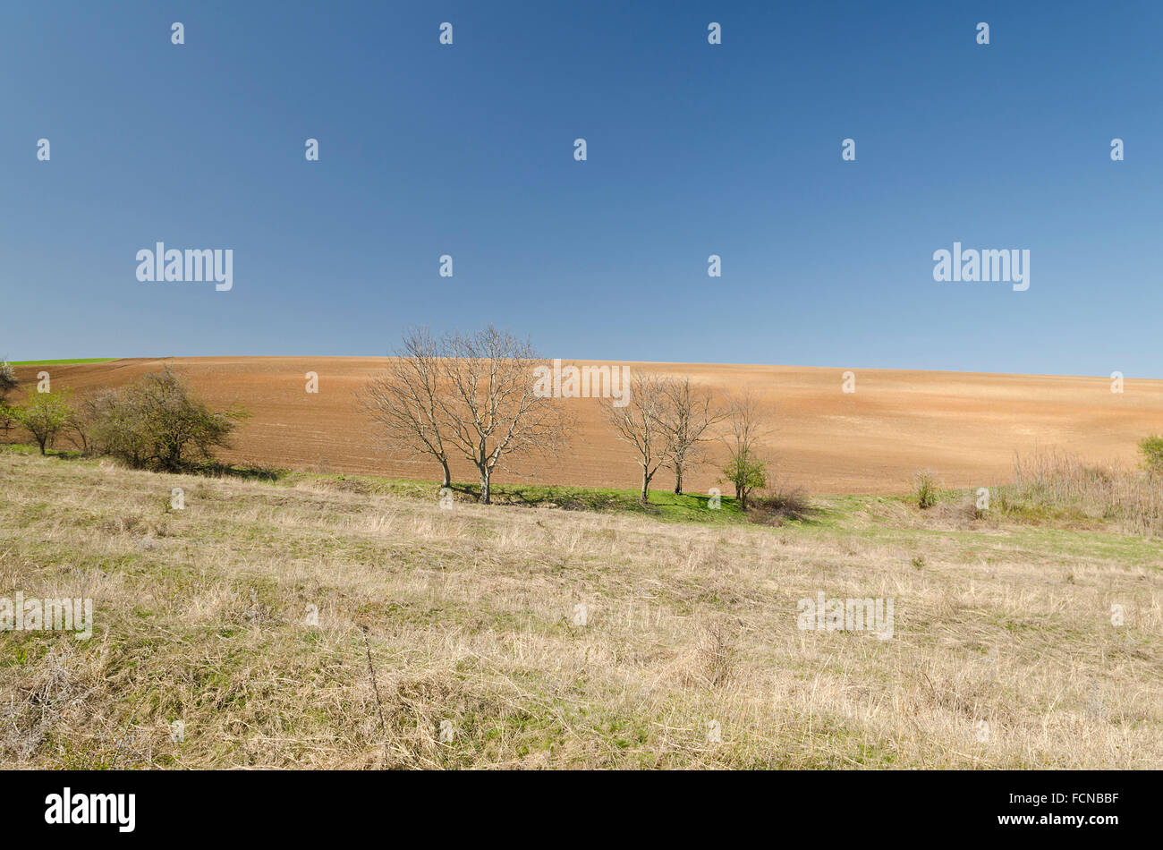 Campo Arato in primavera con il blu del cielo Foto Stock