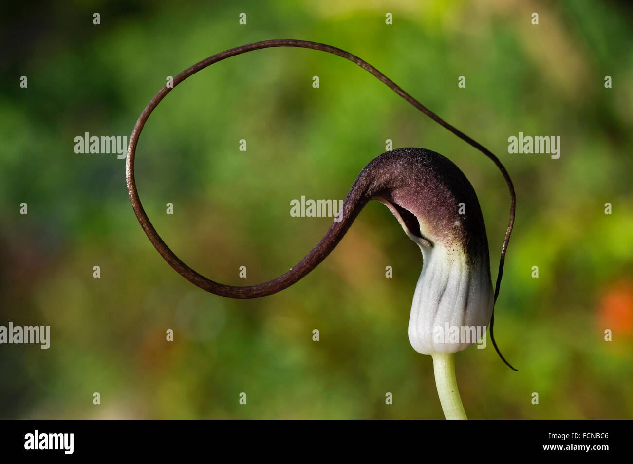 Close up di un Arisaema proboscideum con è inusuale fiore a forma dando ad esso il nome di altri dei 'mouse vegetale". Foto Stock