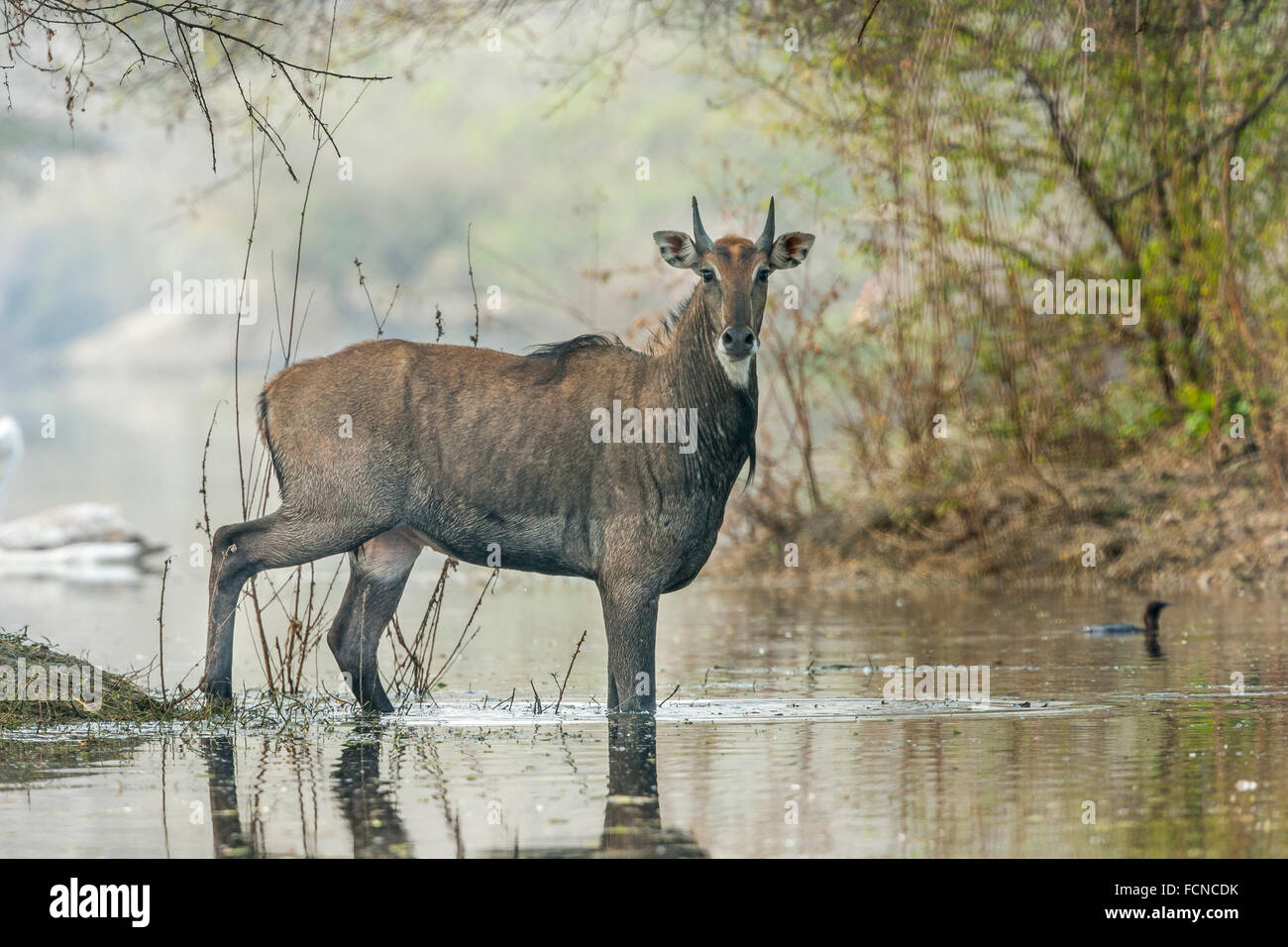 Indiano o Antilope Nilgai maschio (Boselaphus trogocamelus) attraversando il lago, Bharatpur, India. Foto Stock