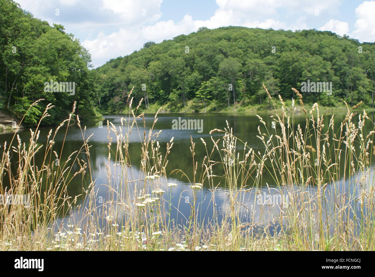 Un bellissimo lago pacifica con le colline, i boschi e gli alberi attorno ad esso con erba alta nella parte anteriore. Foto Stock