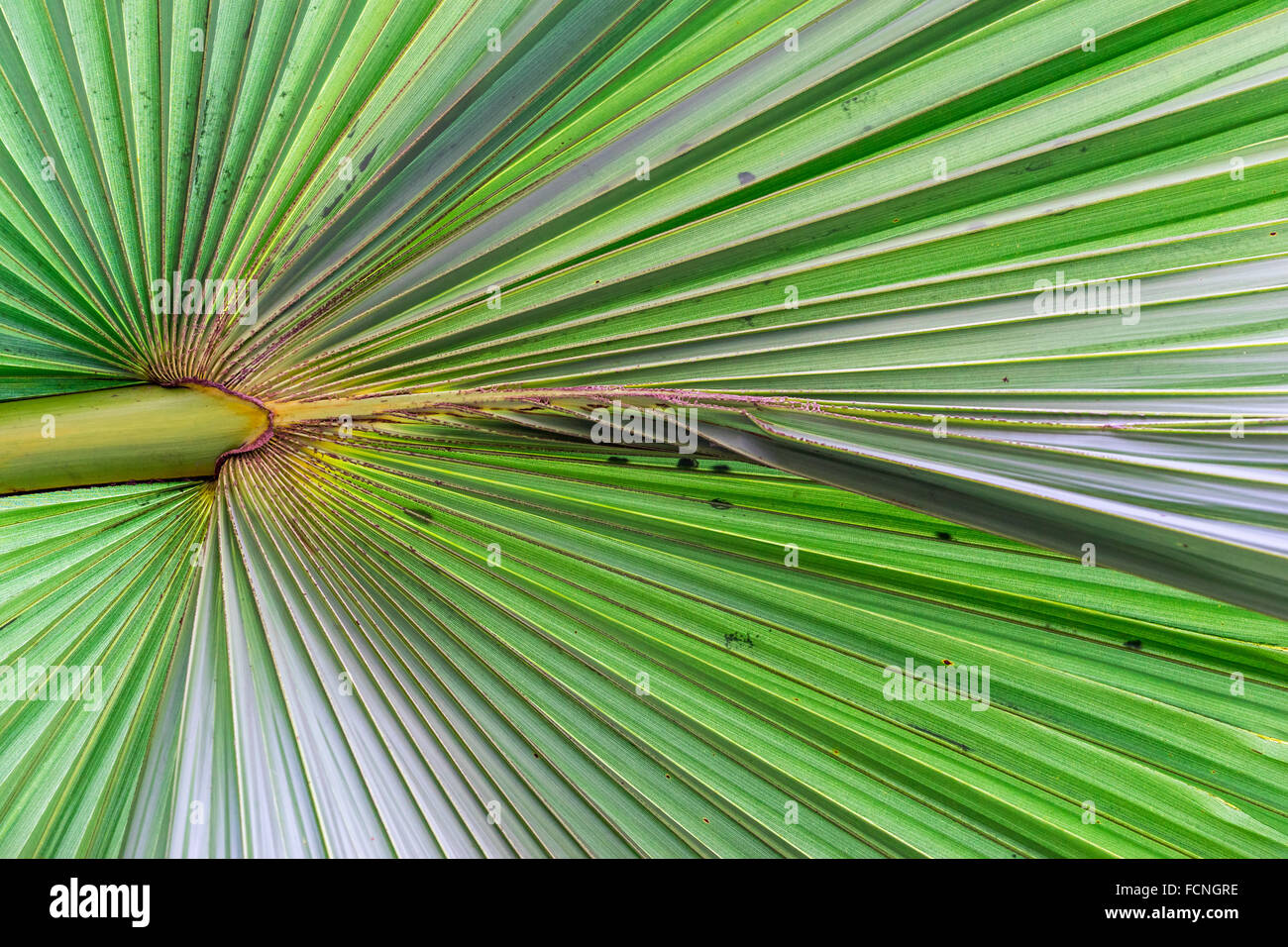 Texture di zucchero tropicale di foglie di palma Foto Stock