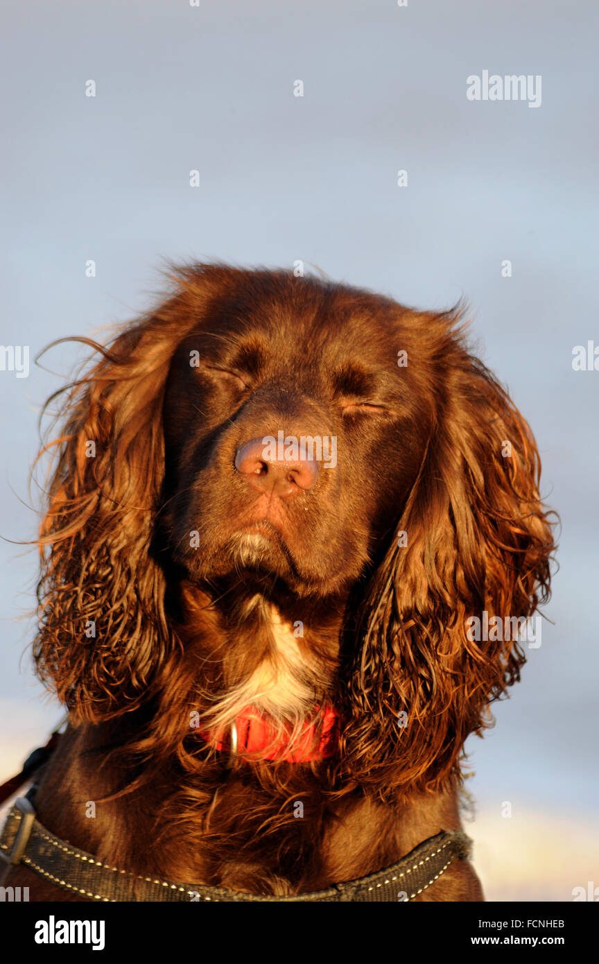 Cane domestico, lavorando Cocker Spaniel tipo, fotografati a Aldeburgh, Suffolk, Inghilterra, Dicembre 2015 Foto Stock
