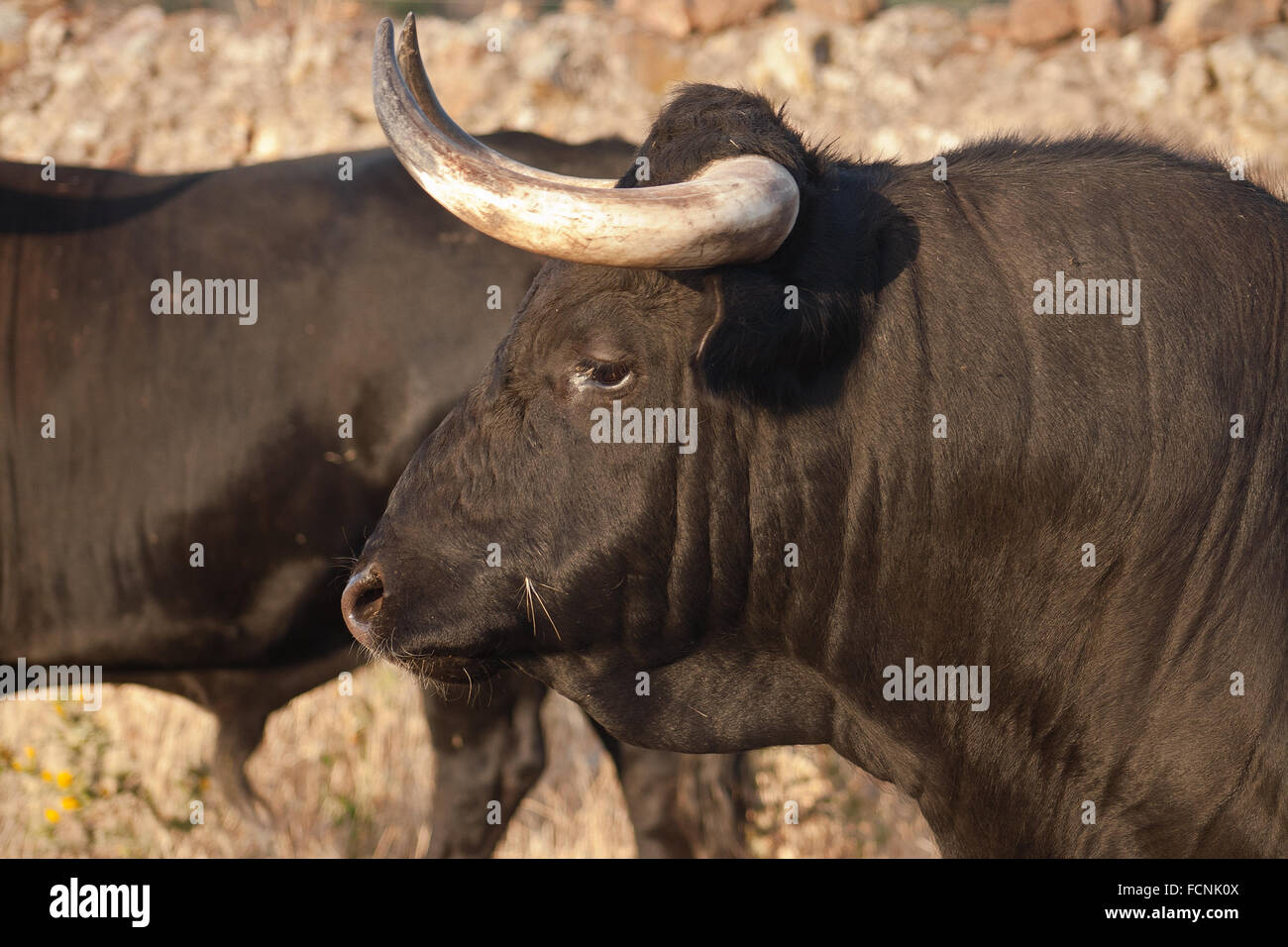 Campione di spagnolo gratis gamma fighting bull razza su vasta estates. I tori da corrida vengono scelti per una certa combinazione o Foto Stock