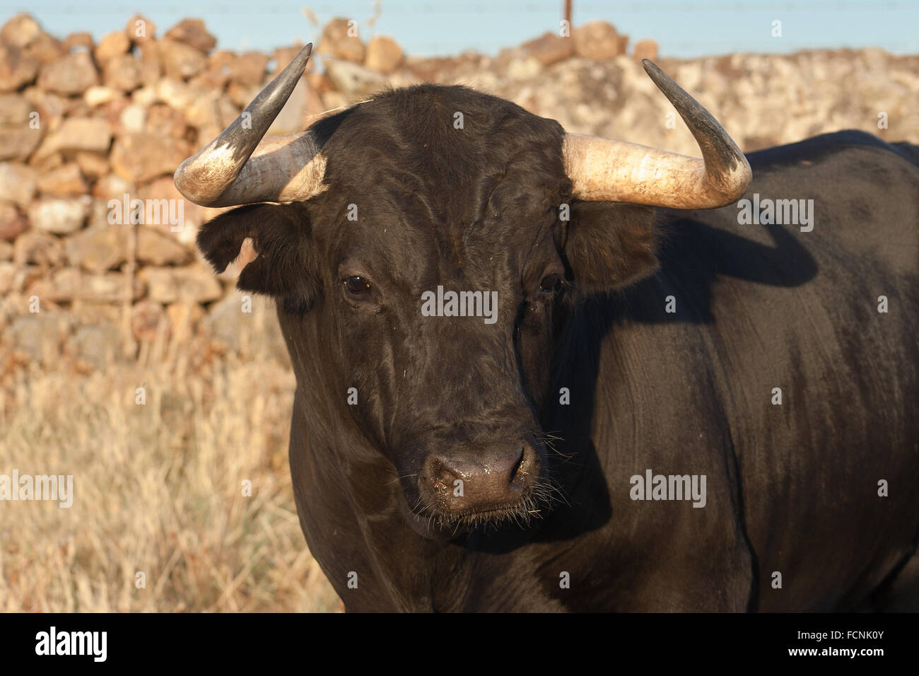Campione di spagnolo gratis gamma fighting bull razza su vasta estates. I tori da corrida vengono scelti per una certa combinazione o Foto Stock