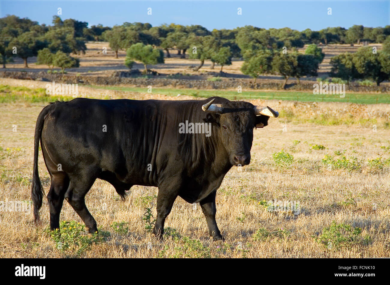Campione di spagnolo gratis gamma fighting bull razza su vasta estates. I tori da corrida vengono scelti per una certa combinazione o Foto Stock
