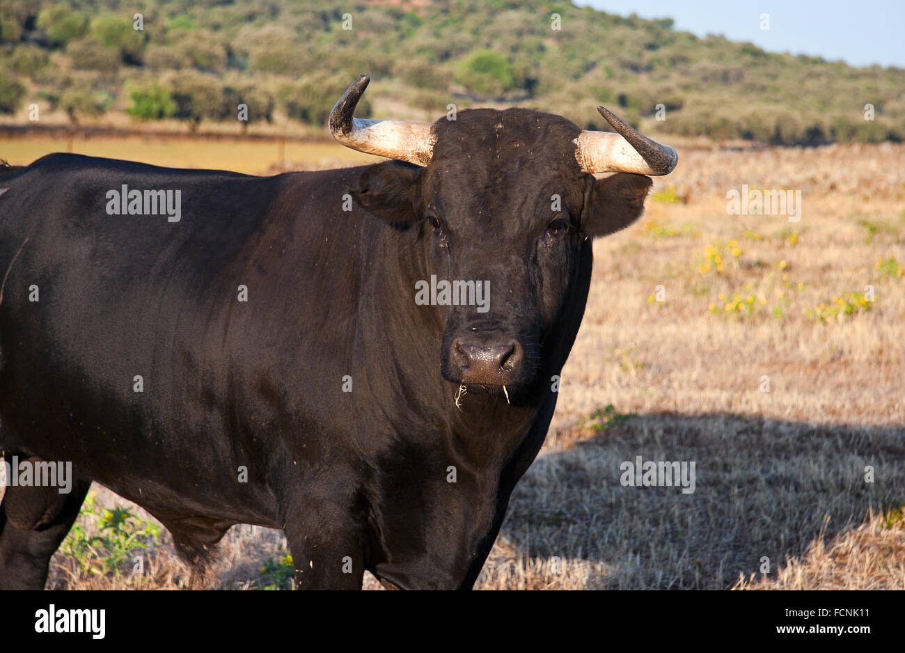 Campione di spagnolo gratis gamma fighting bull razza su vasta estates. I tori da corrida vengono scelti per una certa combinazione o Foto Stock