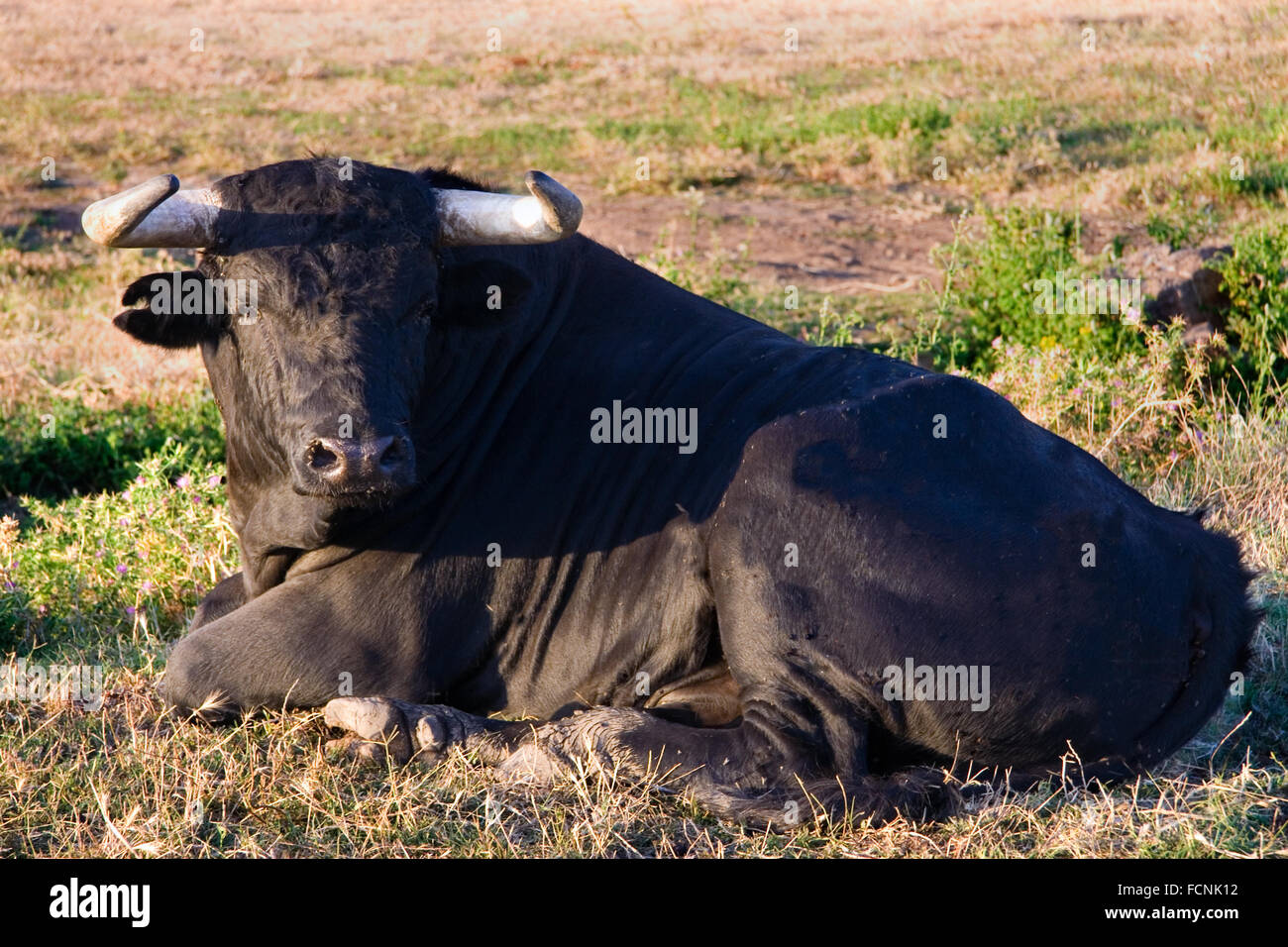 Campione di spagnolo gratis gamma fighting bull razza su vasta estates. I tori da corrida vengono scelti per una certa combinazione o Foto Stock