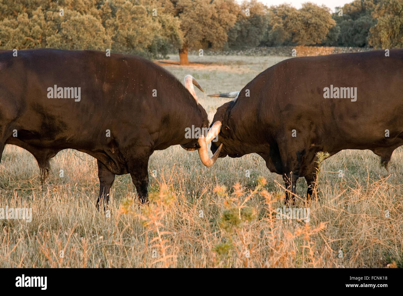 Spagnolo gratis gamma tori della razza su vasta estates. I tori da corrida vengono scelti per una certa combinazione di aggressio Foto Stock