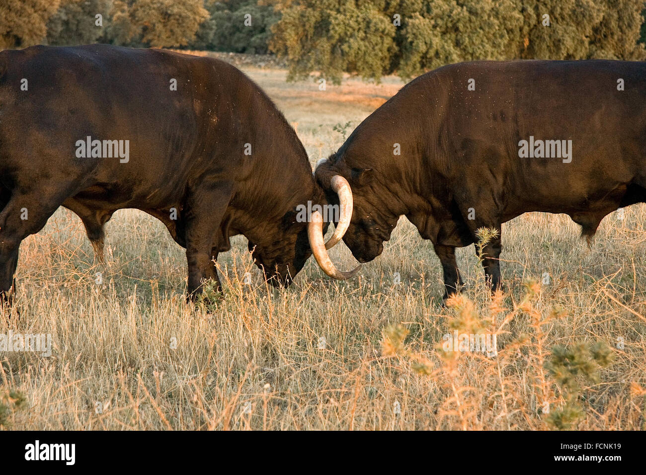 Spagnolo gratis gamma tori della razza su vasta estates. I tori da corrida vengono scelti per una certa combinazione di aggressio Foto Stock