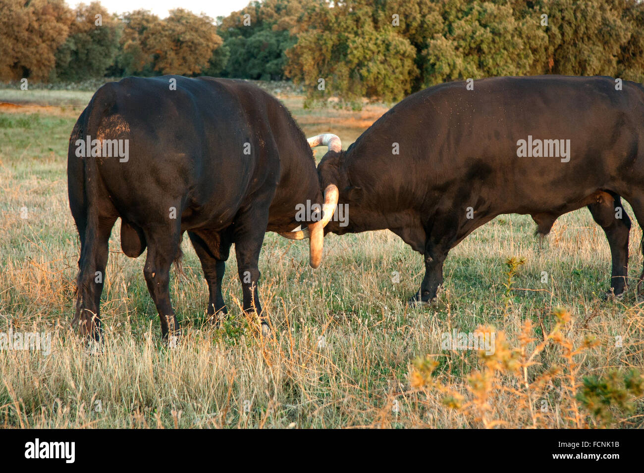 Spagnolo gratis gamma tori della razza su vasta estates. I tori da corrida vengono scelti per una certa combinazione di aggressio Foto Stock