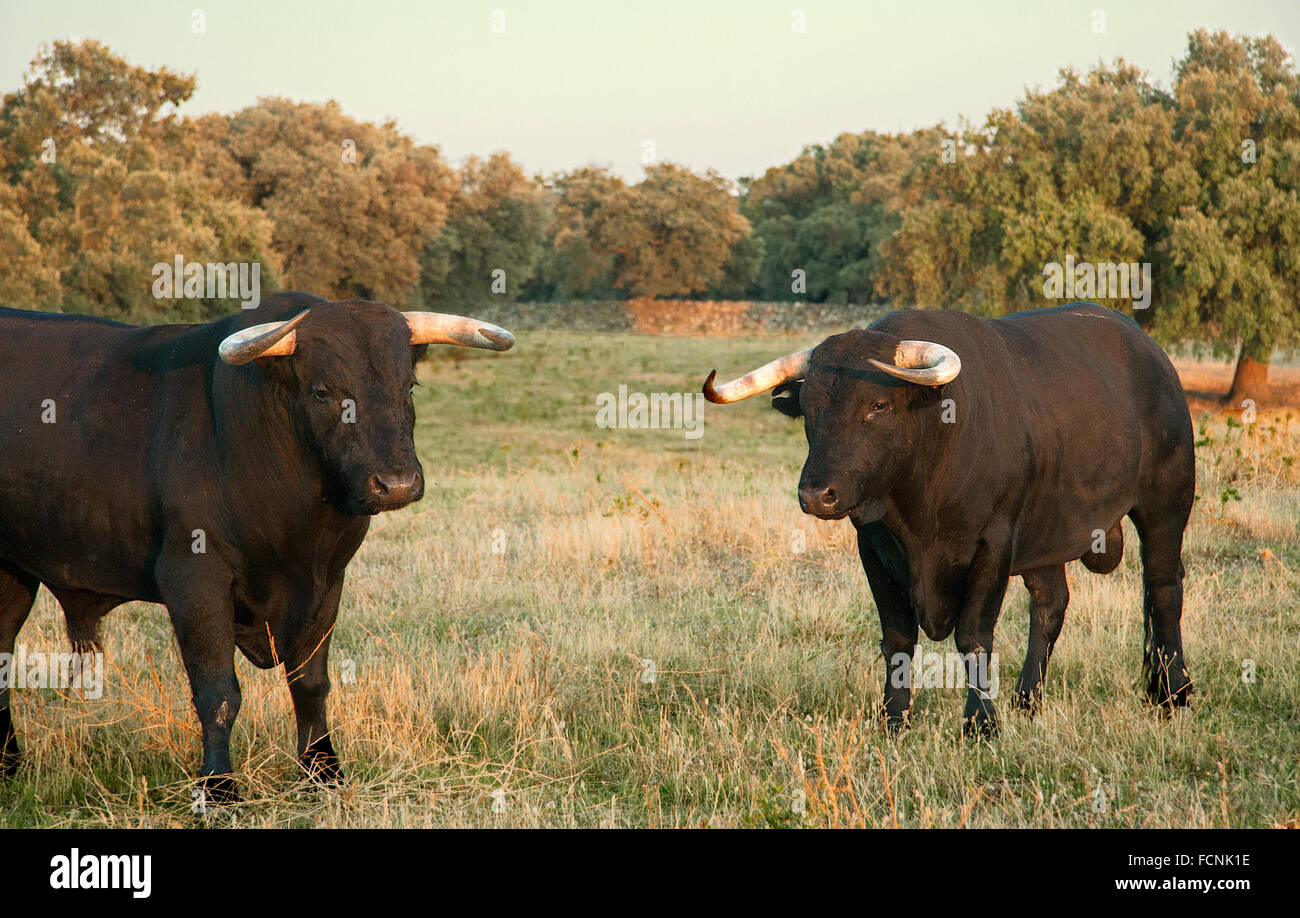 Spagnolo gratis gamma tori della razza su vasta estates. I tori da corrida vengono scelti per una certa combinazione di aggressio Foto Stock