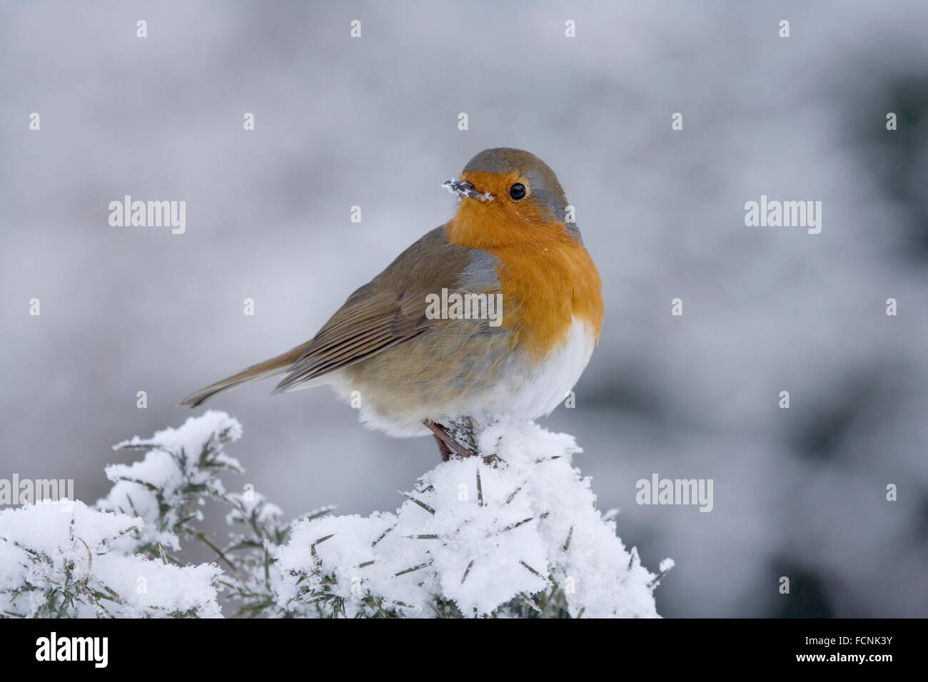 Unione Robin (Erithacus rubecula) arroccato nella coperta di neve Gorse bush (Ulex Europaeus), Bentley, Suffolk, Gennaio 2010 Foto Stock